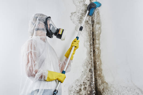 New Wilmington, PA Mold Removal Company