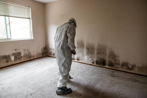 Home Mold Removal in New Wilmington, PA